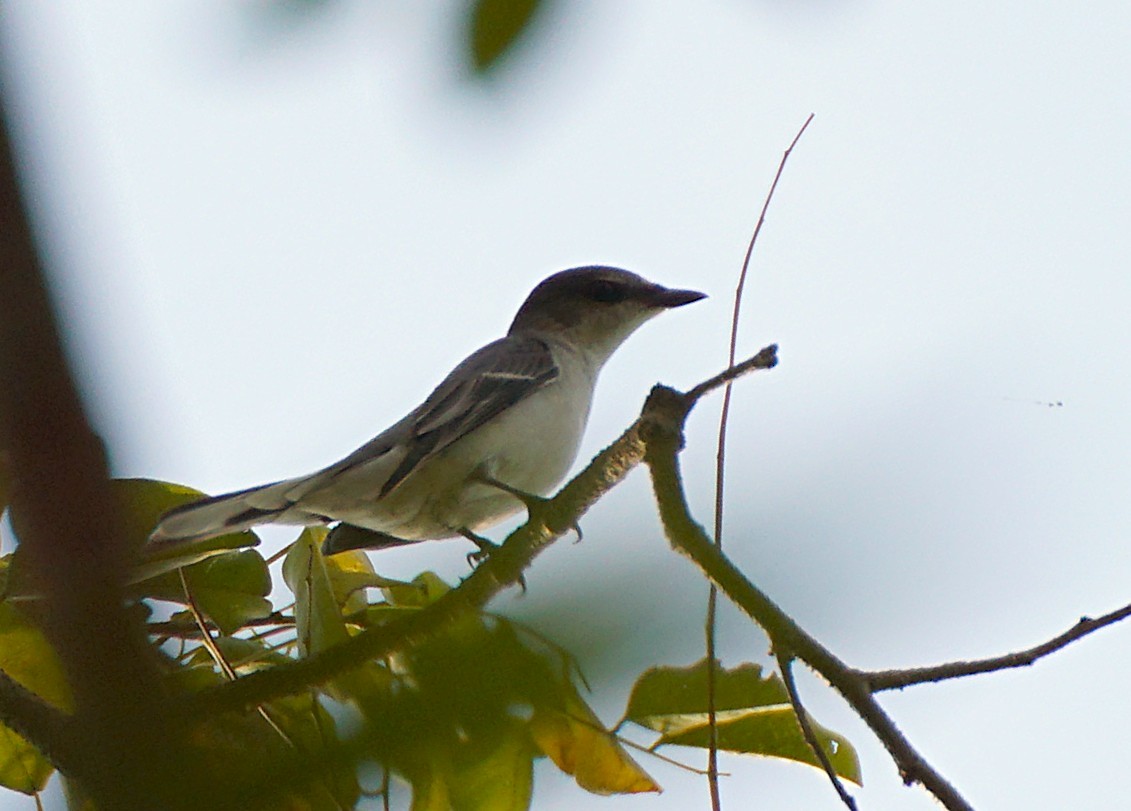 Ashy Minivet - ML646447195