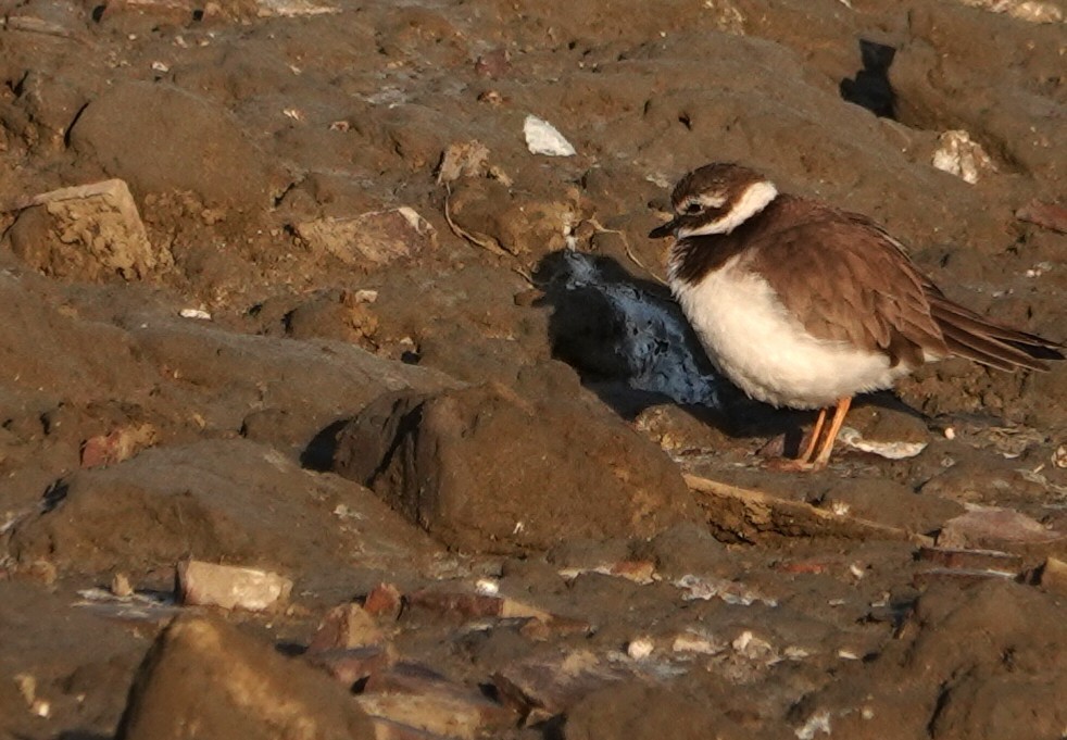 Common Ringed Plover - ML646447200