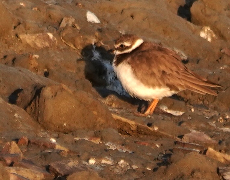 Common Ringed Plover - ML646447201
