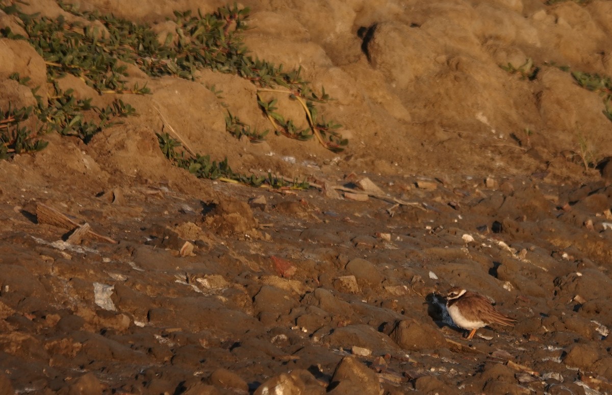 Common Ringed Plover - ML646447202