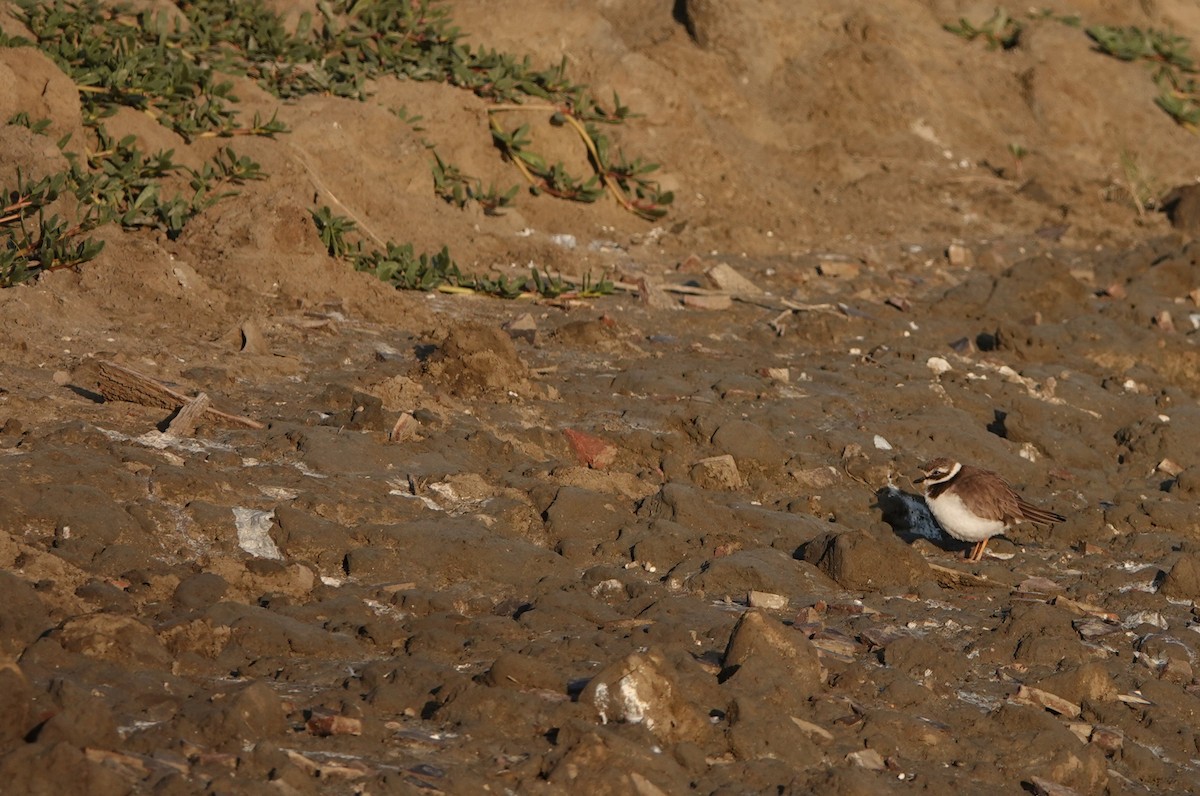 Common Ringed Plover - ML646447203