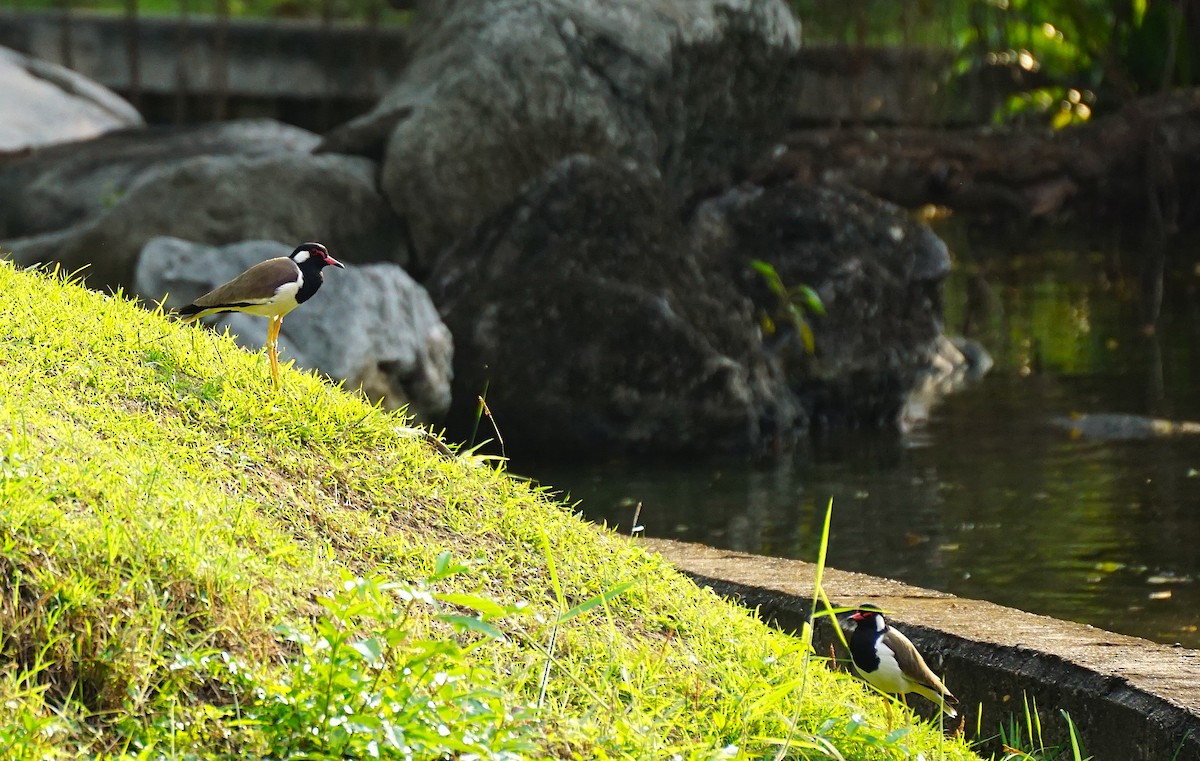 Red-wattled Lapwing - ML646447206