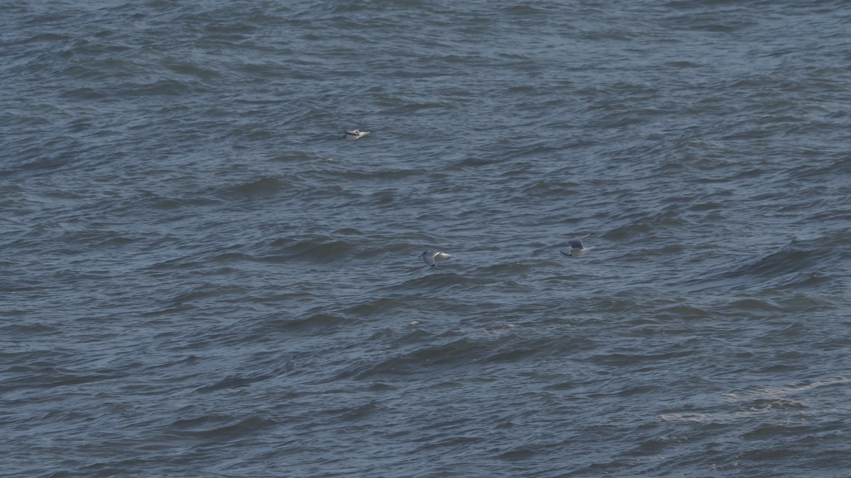 Black-legged Kittiwake - ML646447207