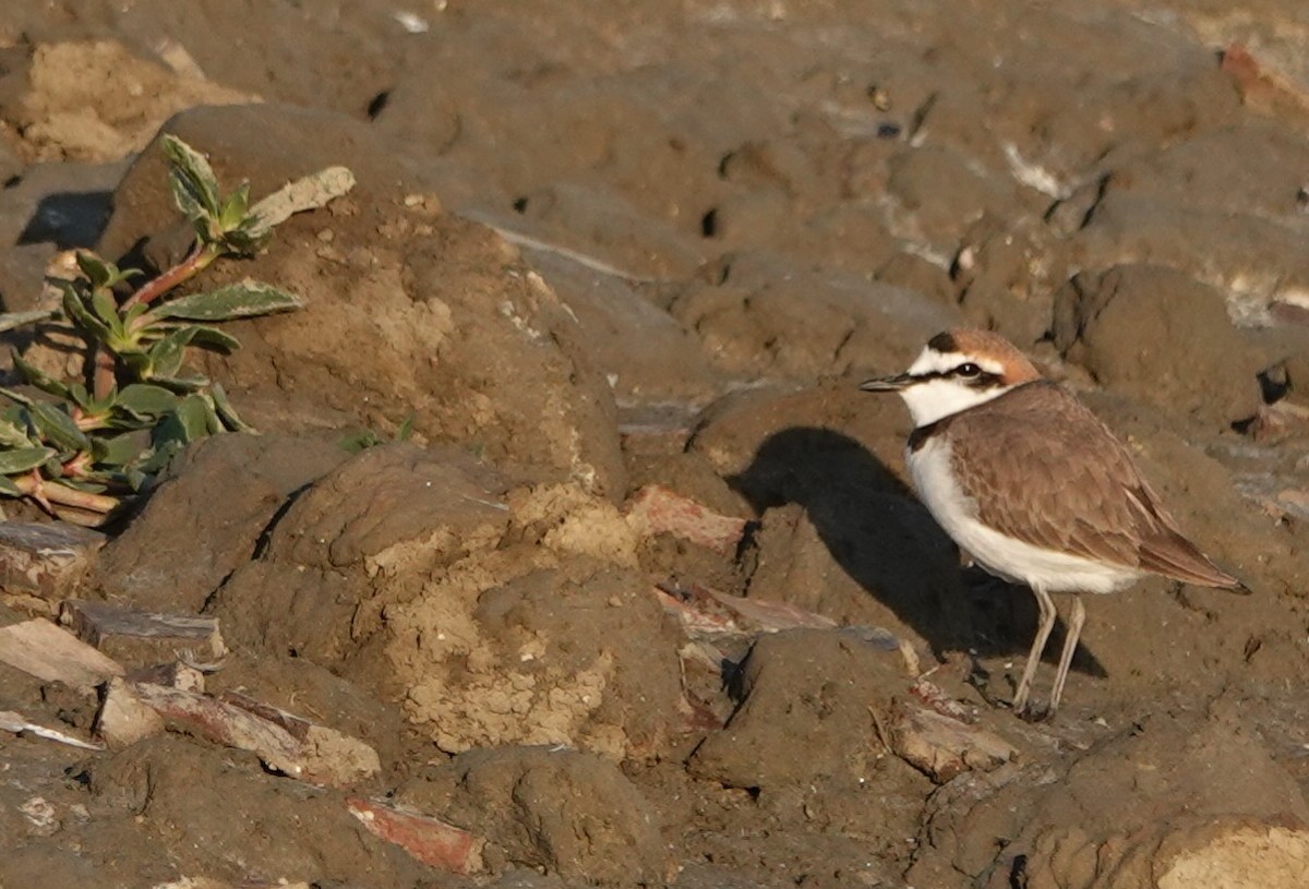 Kentish Plover - ML646447210