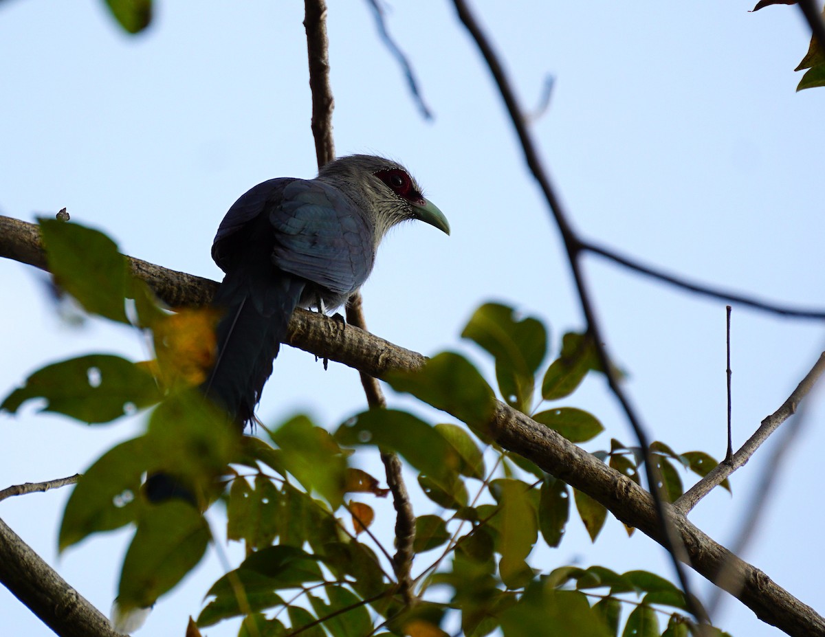 Green-billed Malkoha - ML646447211