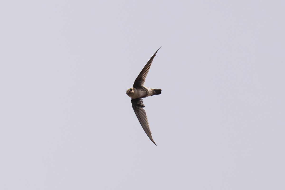 Серпокрилець андський - ML646447213