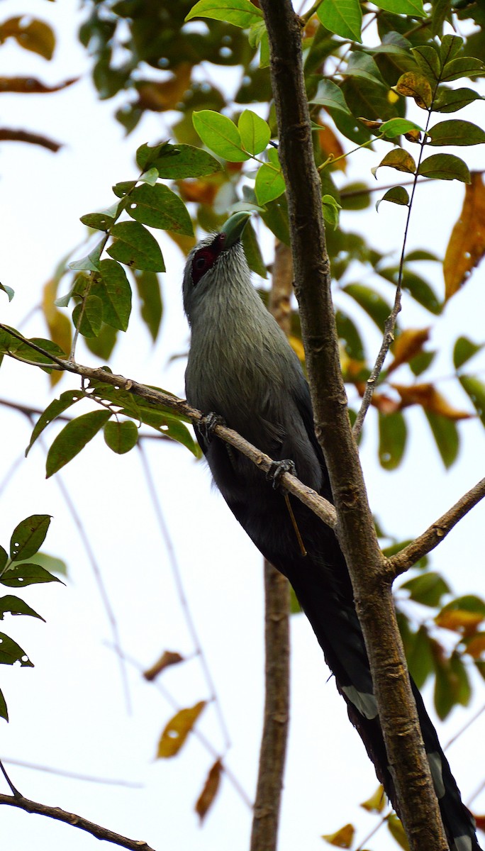 Green-billed Malkoha - ML646447214