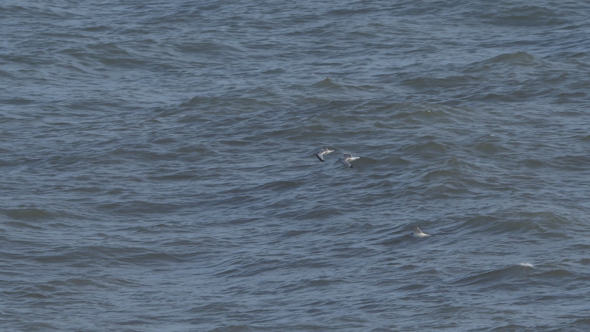 Black-legged Kittiwake - ML646447216