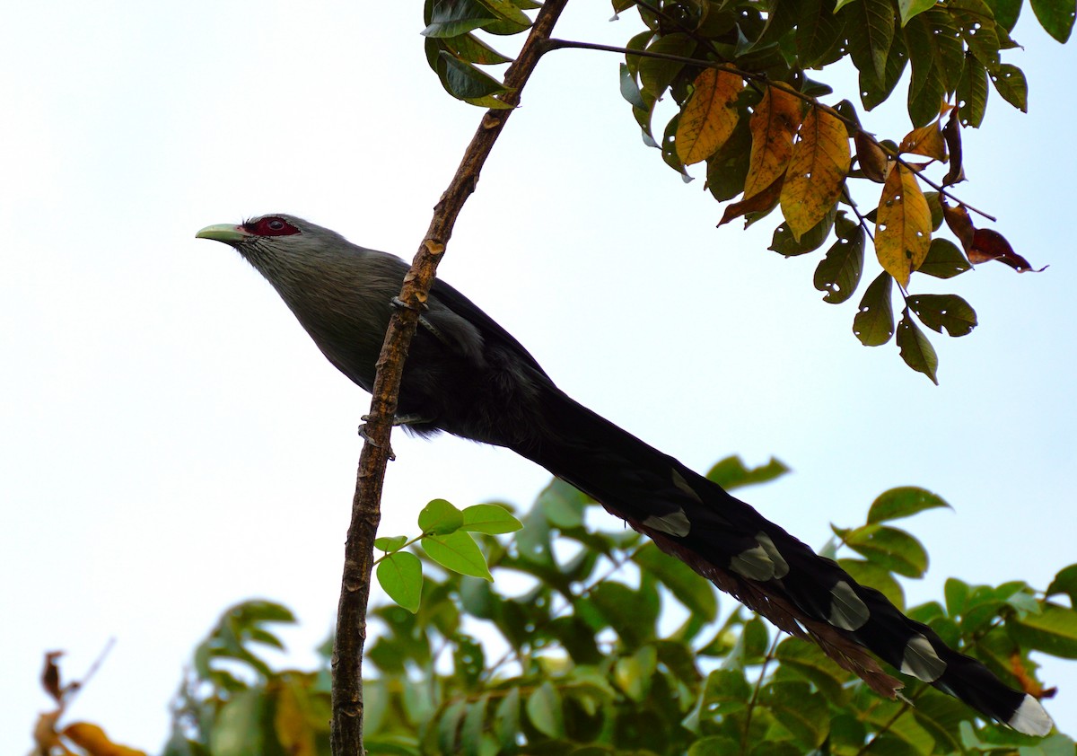 Green-billed Malkoha - ML646447217