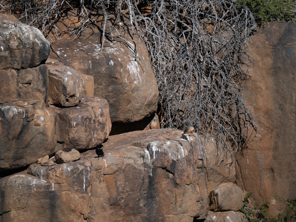 Ground Woodpecker - ML646447218