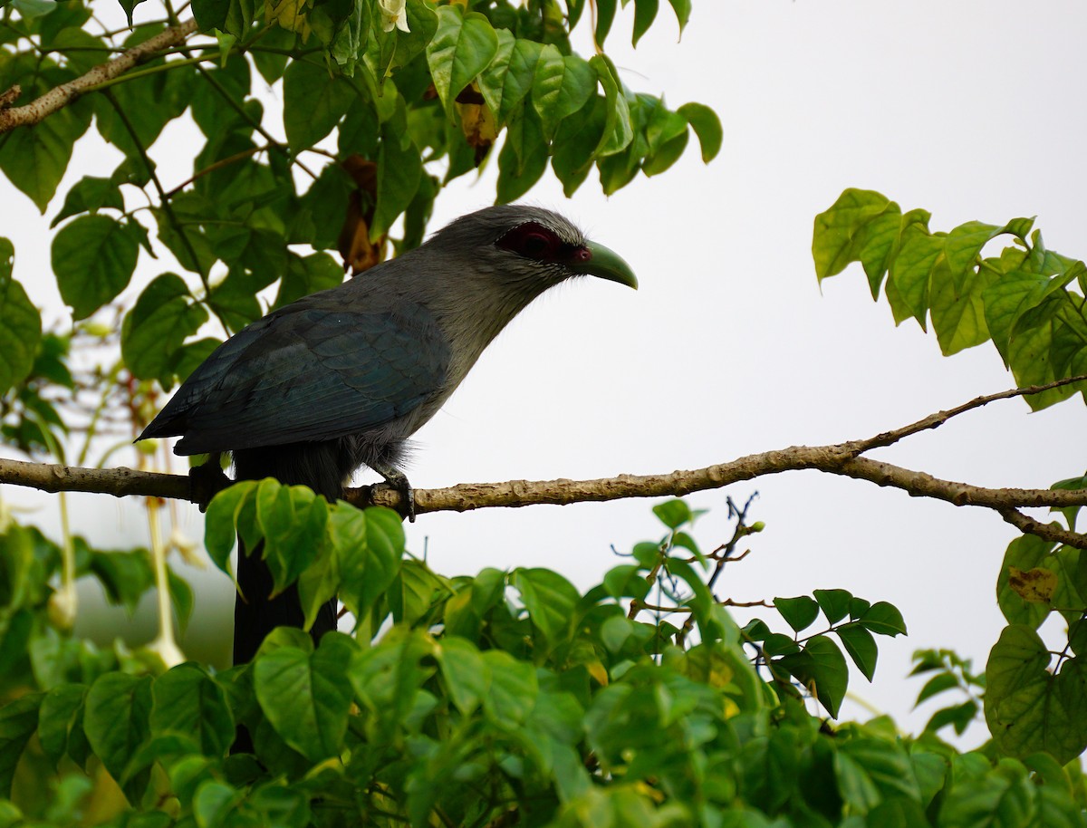 Green-billed Malkoha - ML646447219