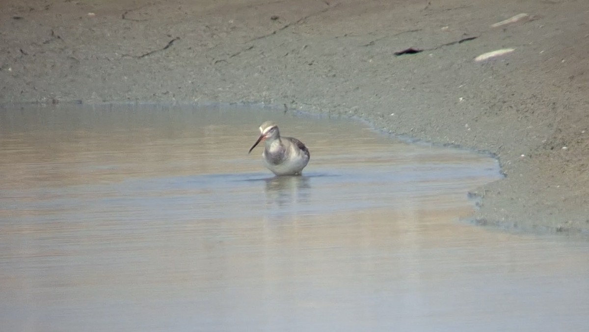 Spotted Redshank - ML646447220