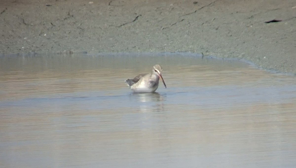 Spotted Redshank - ML646447221