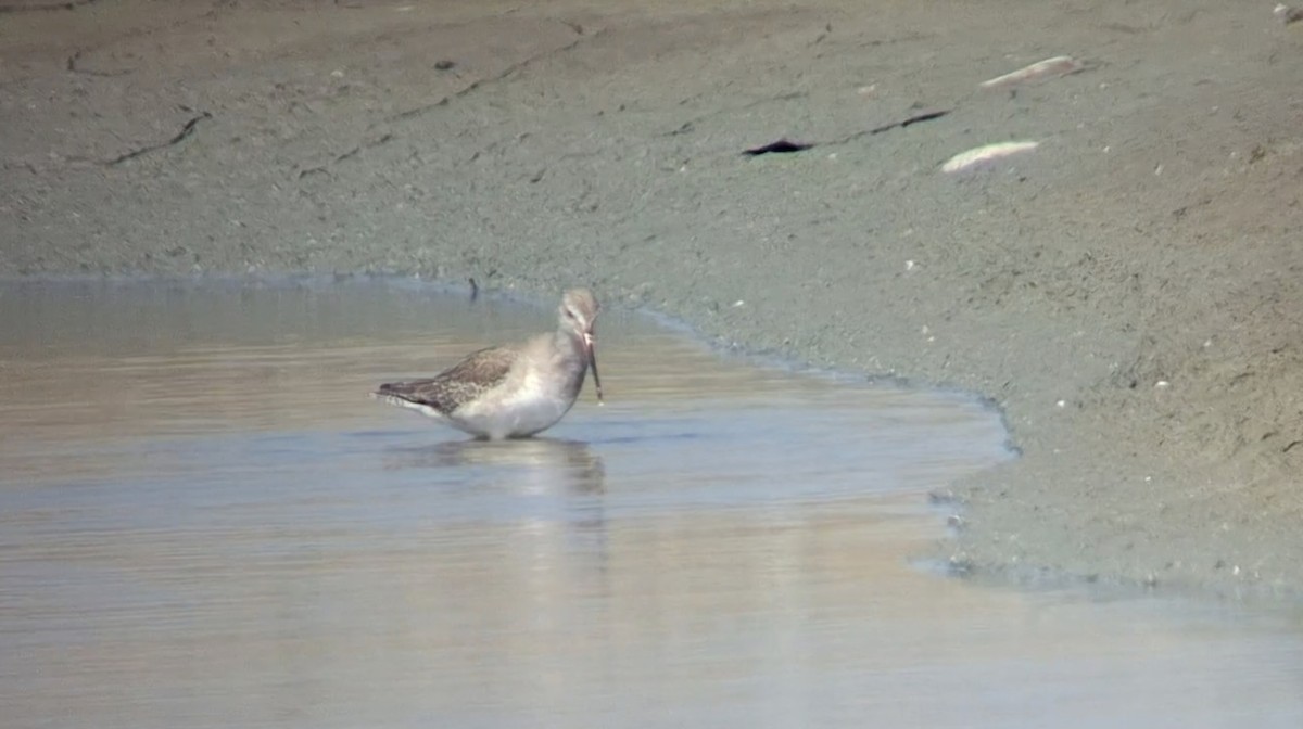 Spotted Redshank - ML646447222