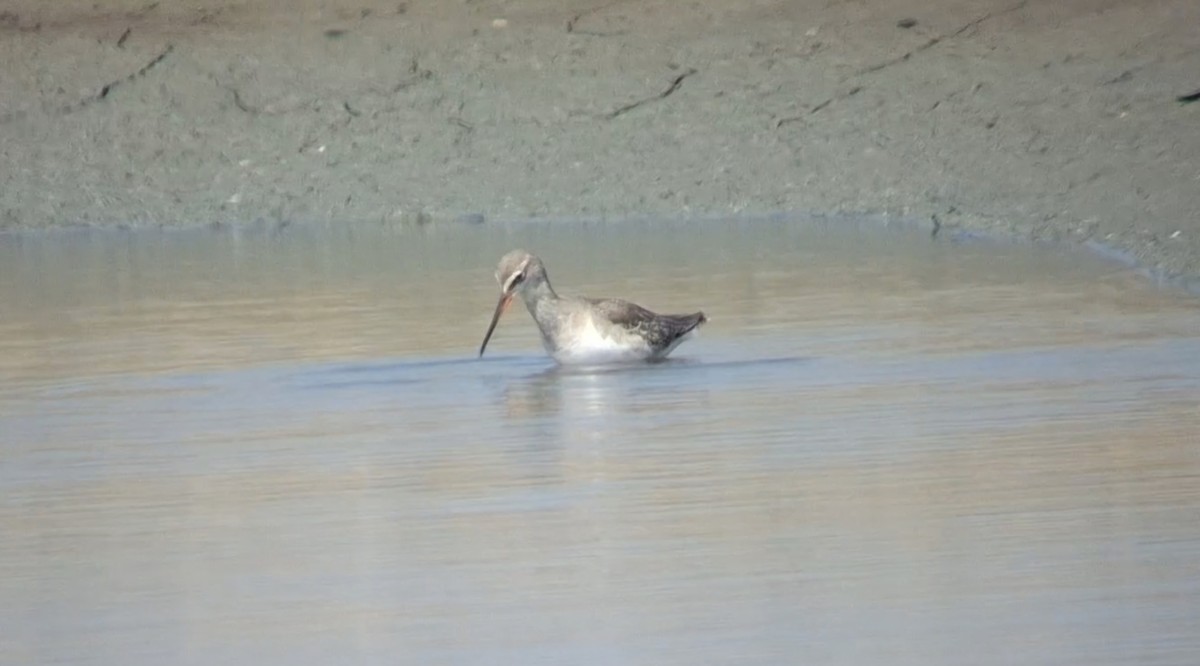 Spotted Redshank - ML646447223