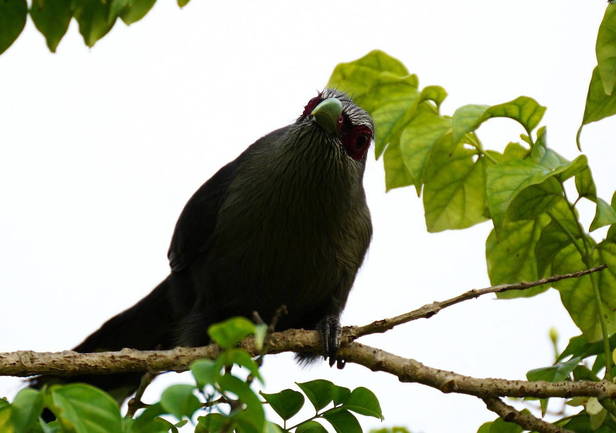 Green-billed Malkoha - ML646447226