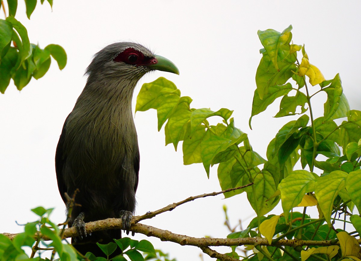Green-billed Malkoha - ML646447227