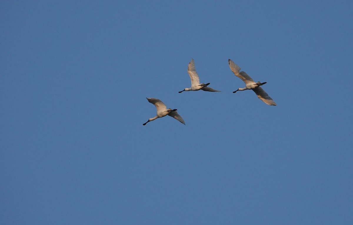 Black-faced Spoonbill - ML646447229