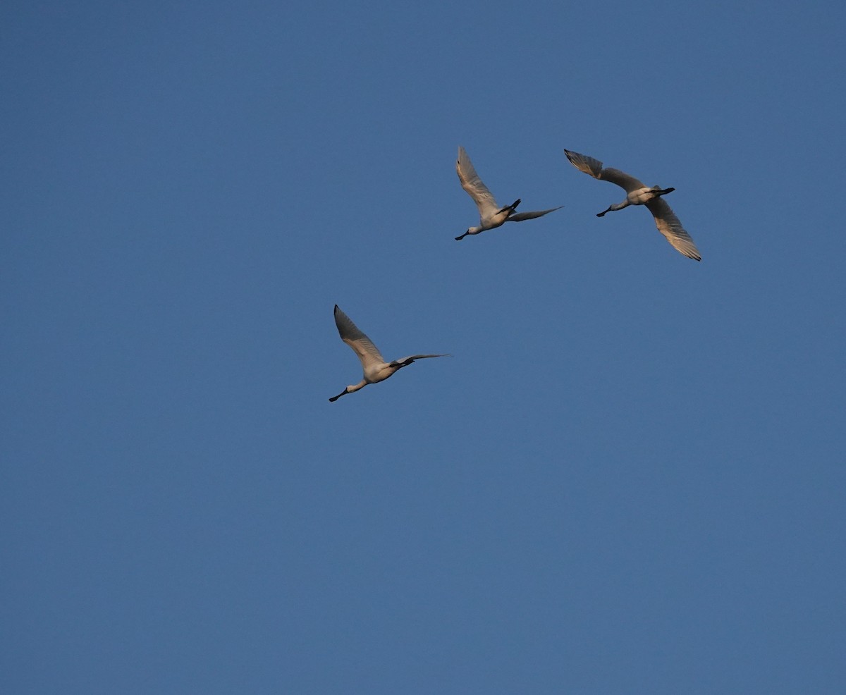 Black-faced Spoonbill - ML646447230