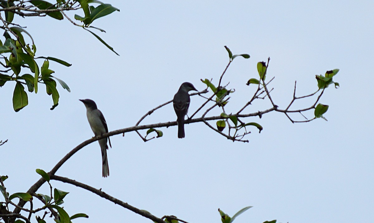 Ashy Minivet - ML646447232