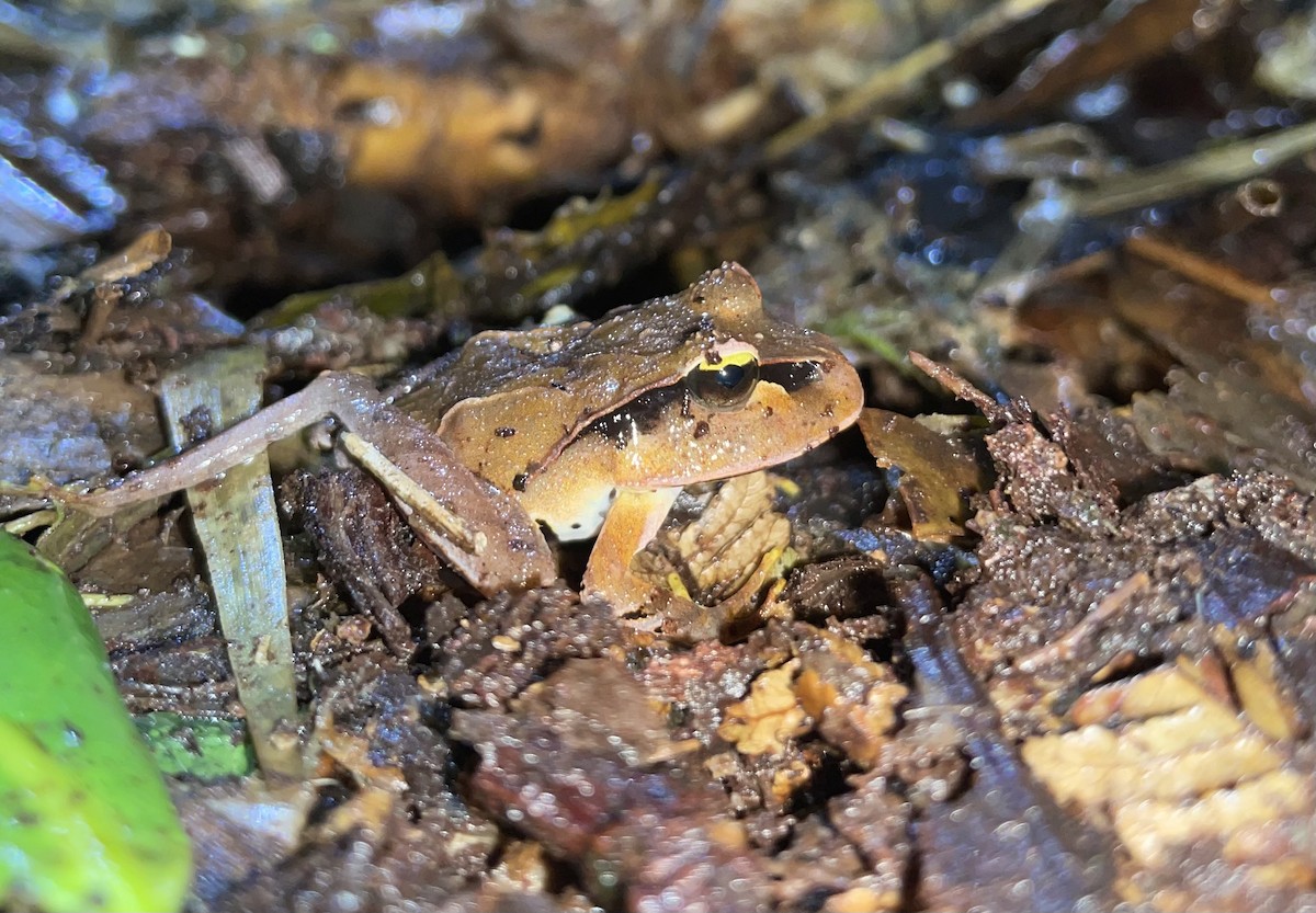 Animali - ML646447236