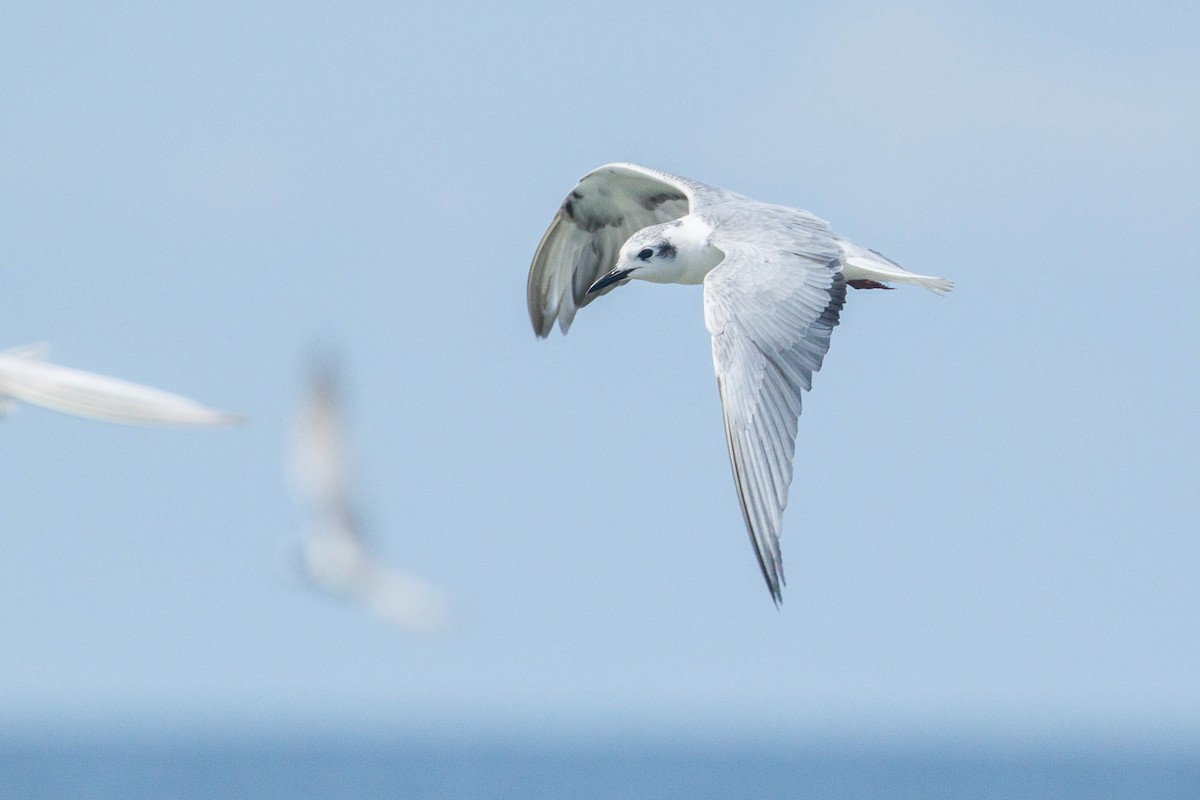 白翅黑燕鷗 - ML646447238