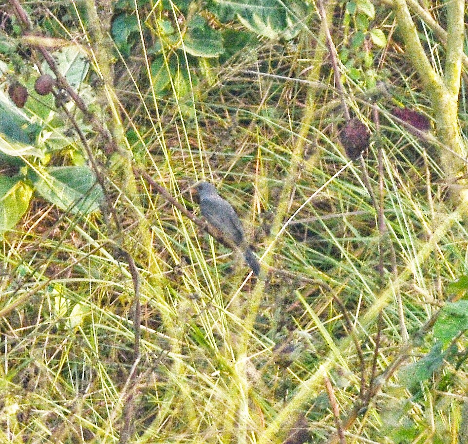 Black-winged Cuckooshrike - ML646447240