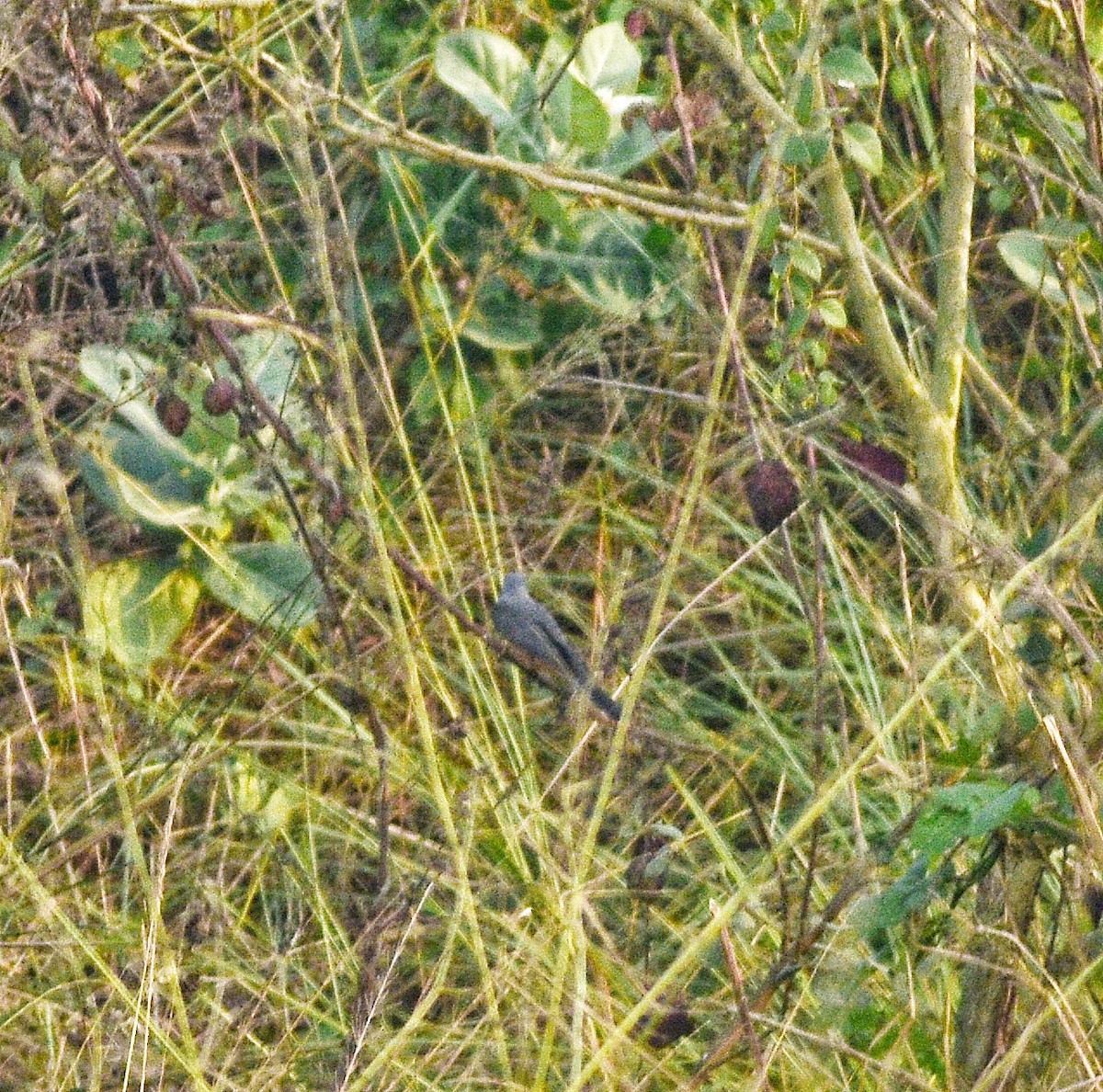 Black-winged Cuckooshrike - ML646447241
