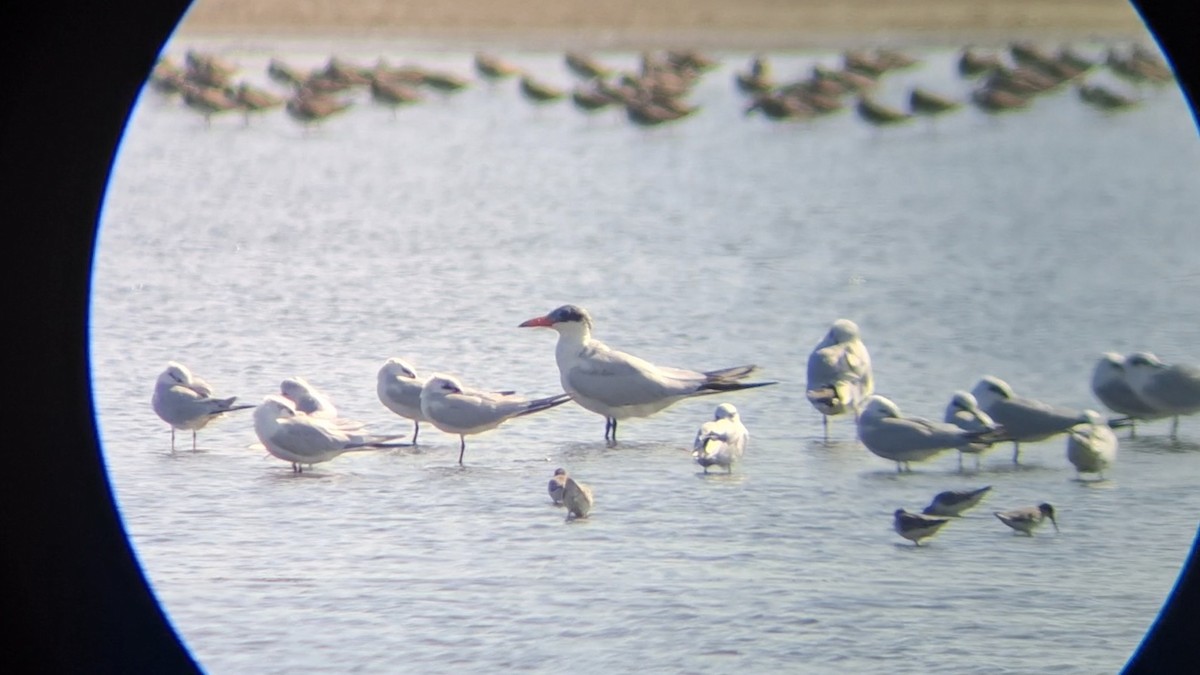 Caspian Tern - ML646447243