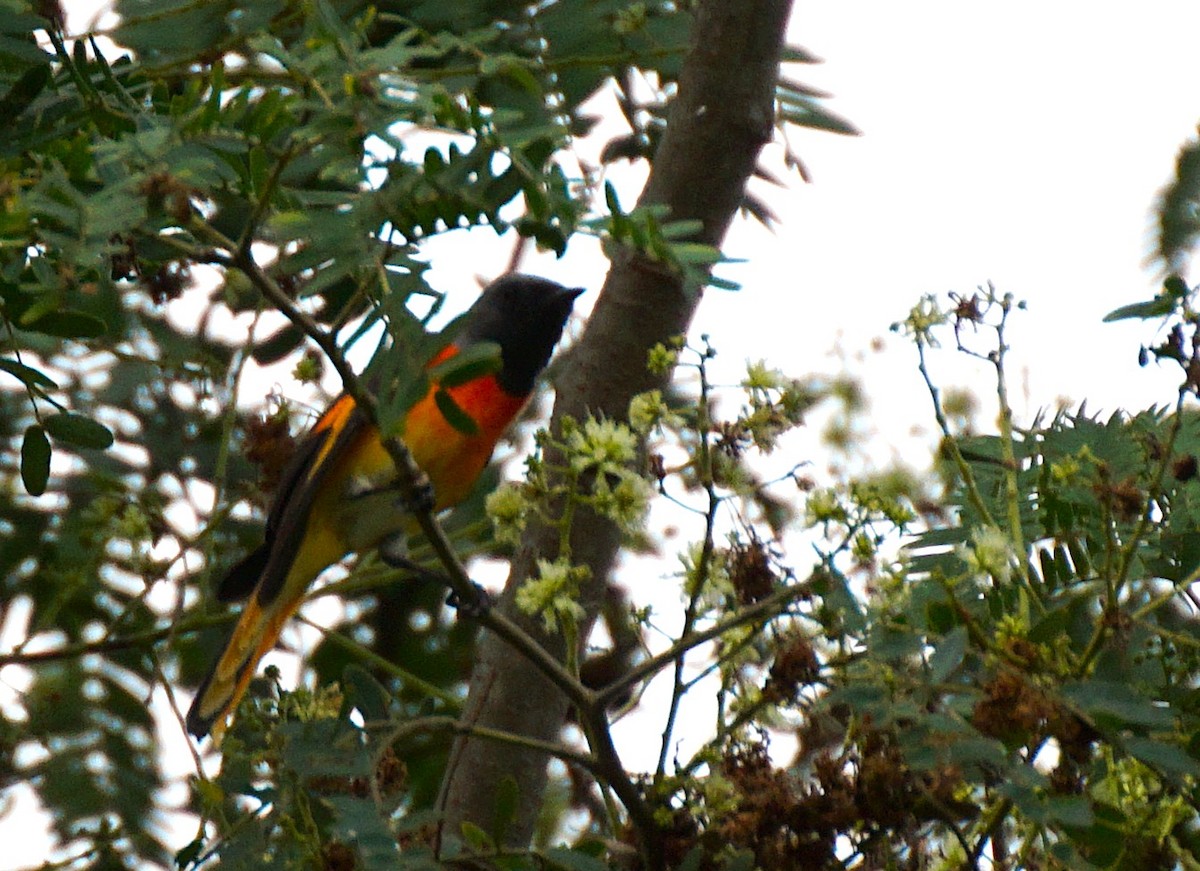 Small Minivet - ML646447245