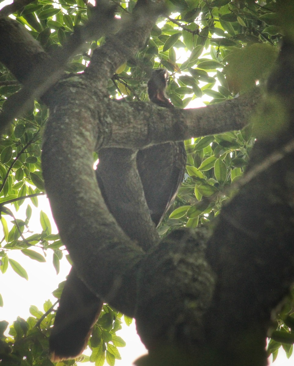 Pénélope yacouhou - ML646447246