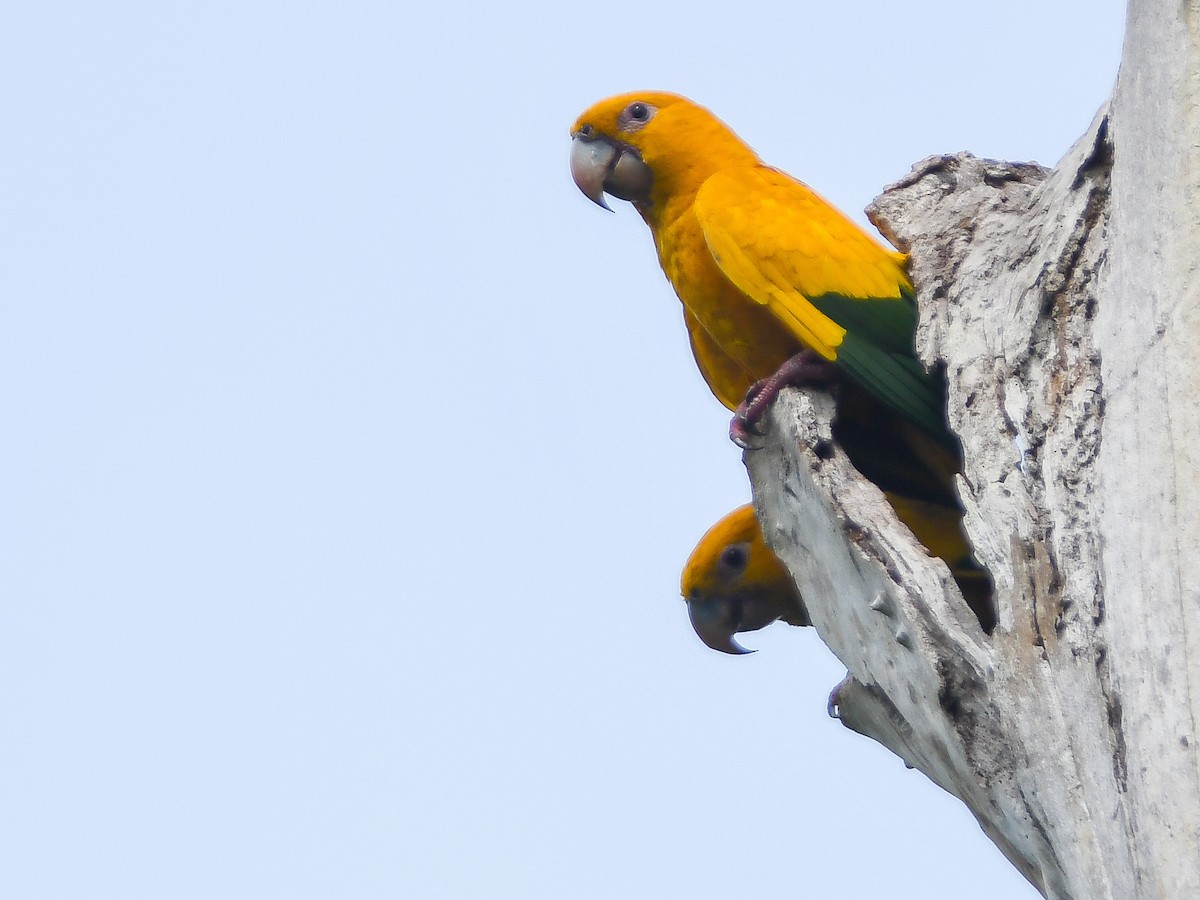 Golden Parakeet - ML646447248