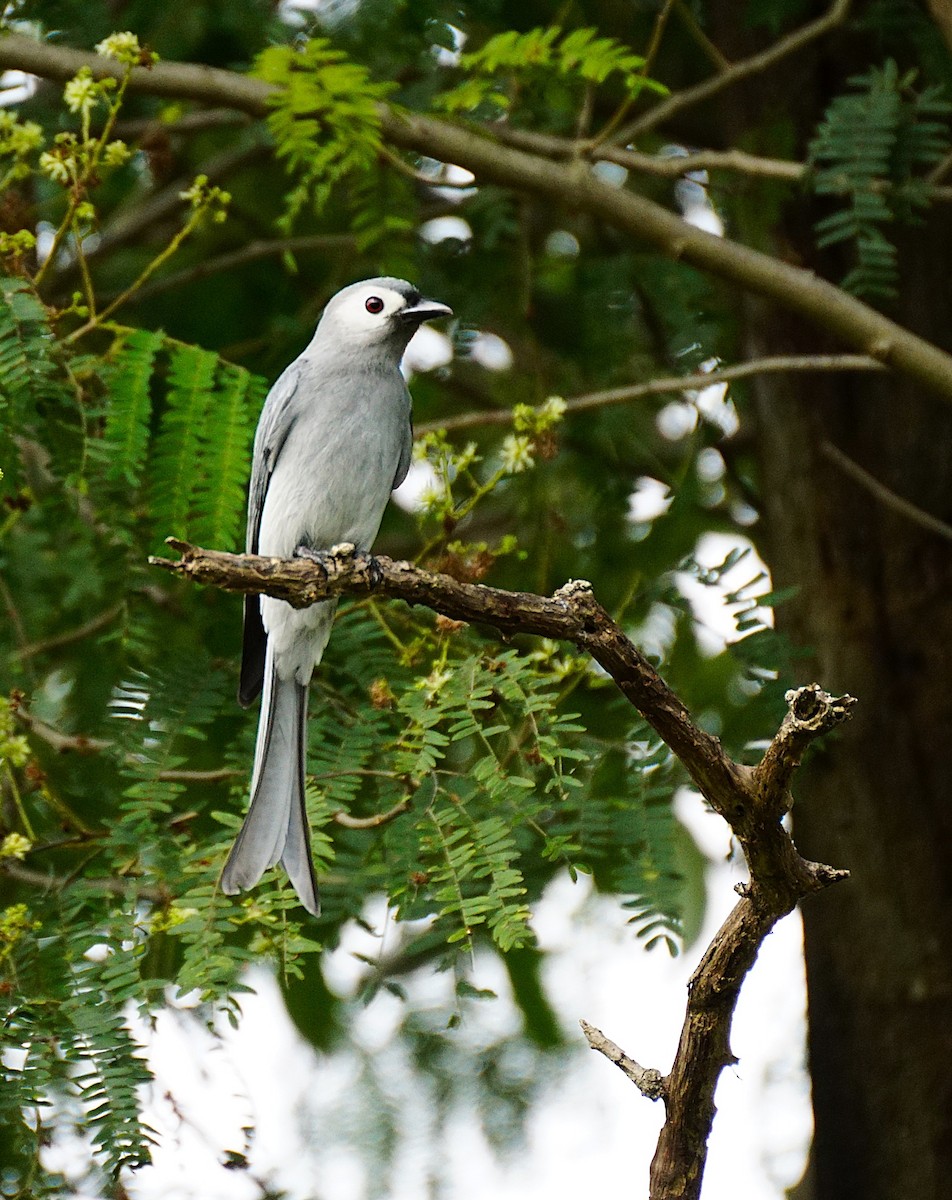 Ashy Drongo - ML646447250