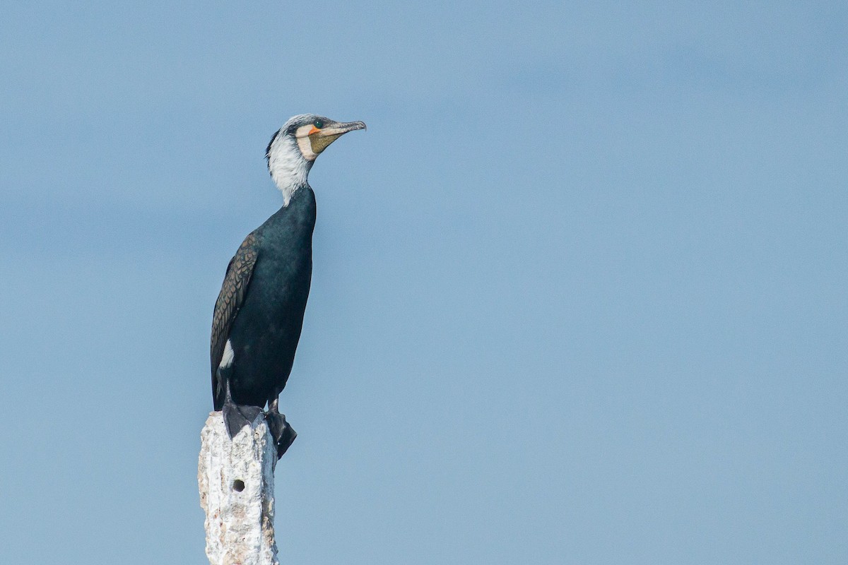 鸕鷀 - ML646447251