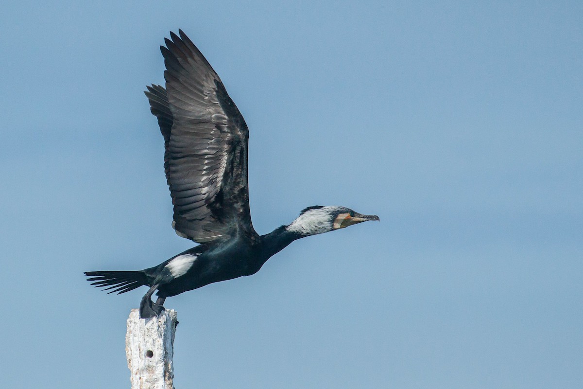 鸕鷀 - ML646447252