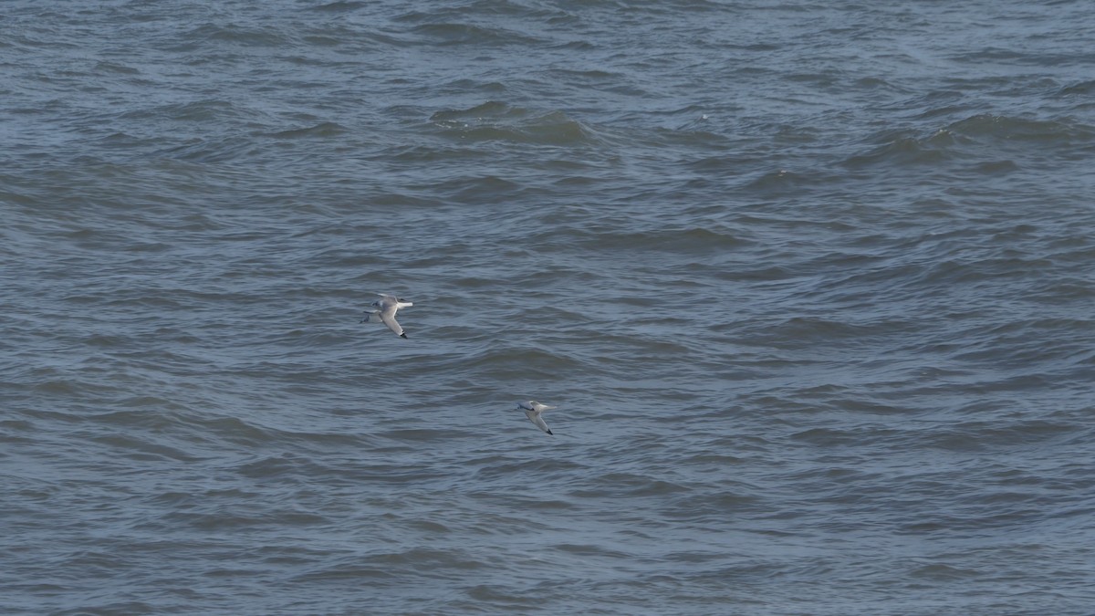 Black-legged Kittiwake - ML646447254