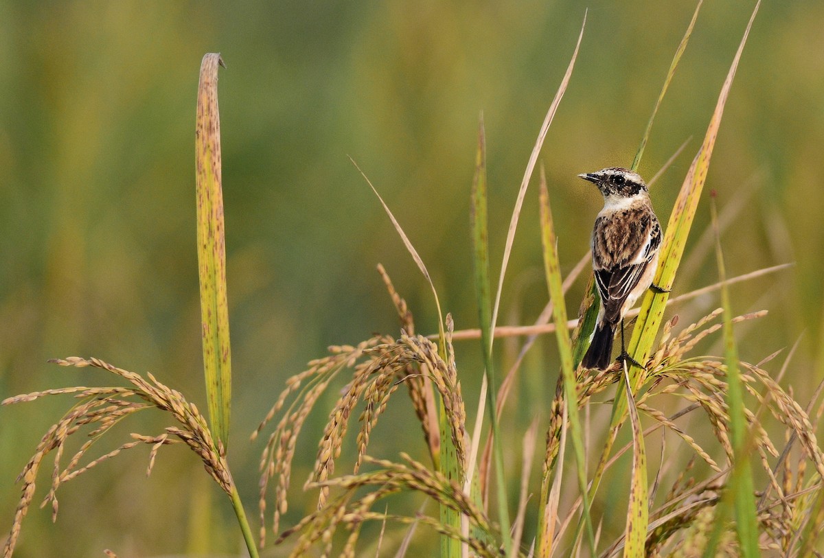 bramborníček sibiřský - ML646447255