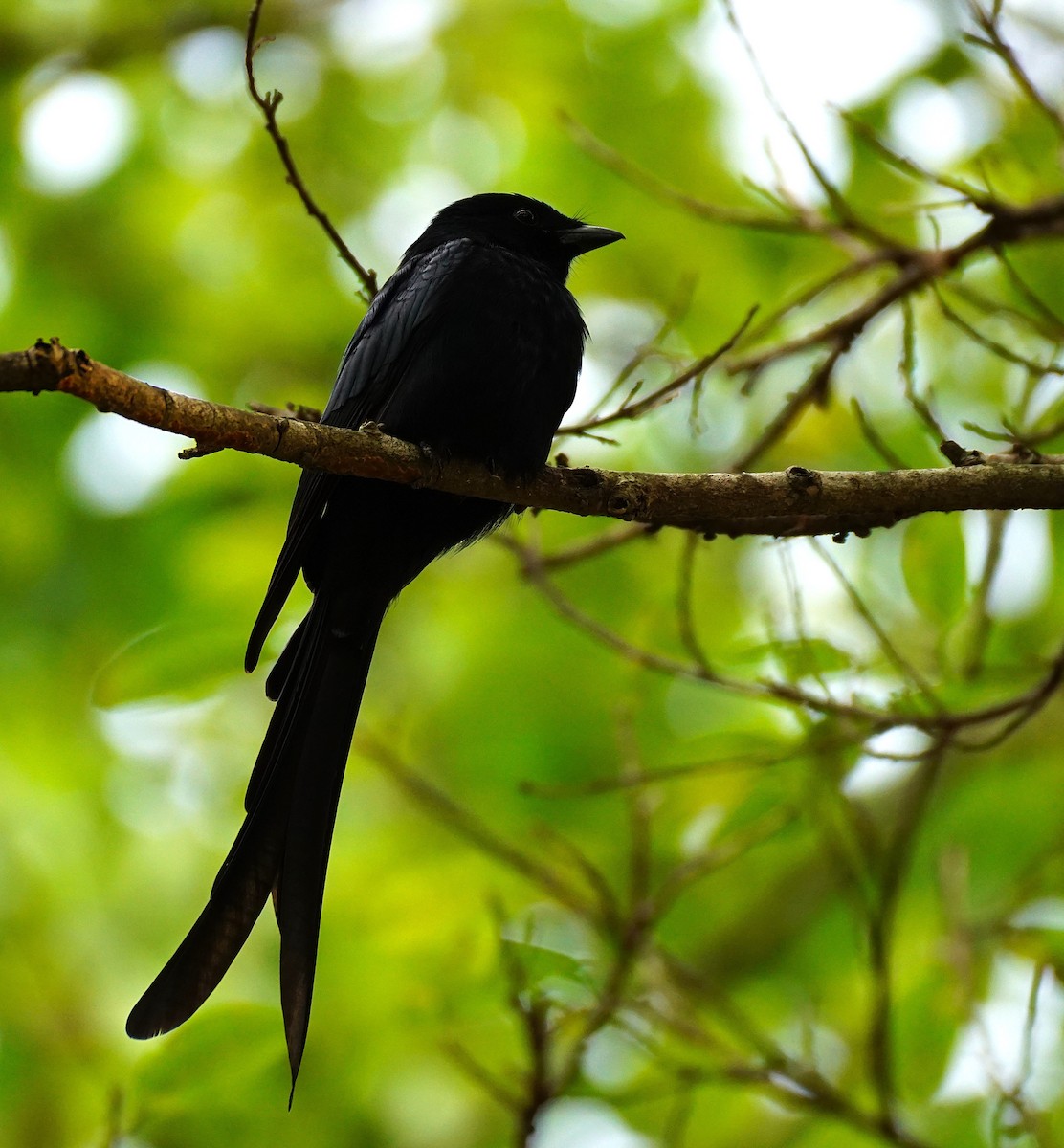 Black Drongo - ML646447257