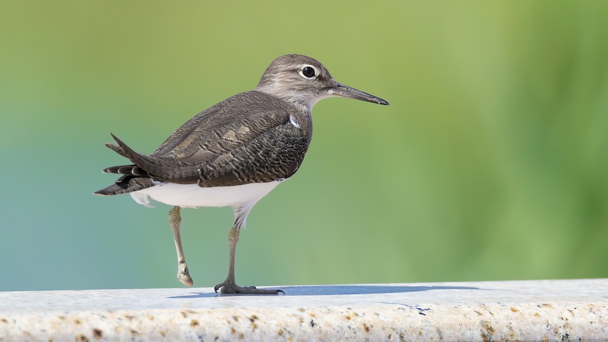 Common Sandpiper - ML646447259