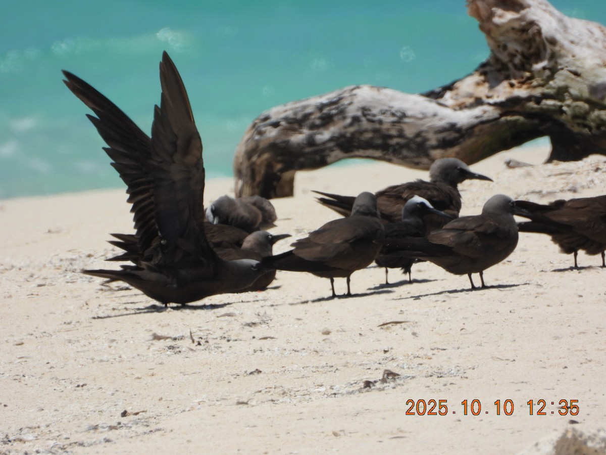 Black Noddy - ML646447260