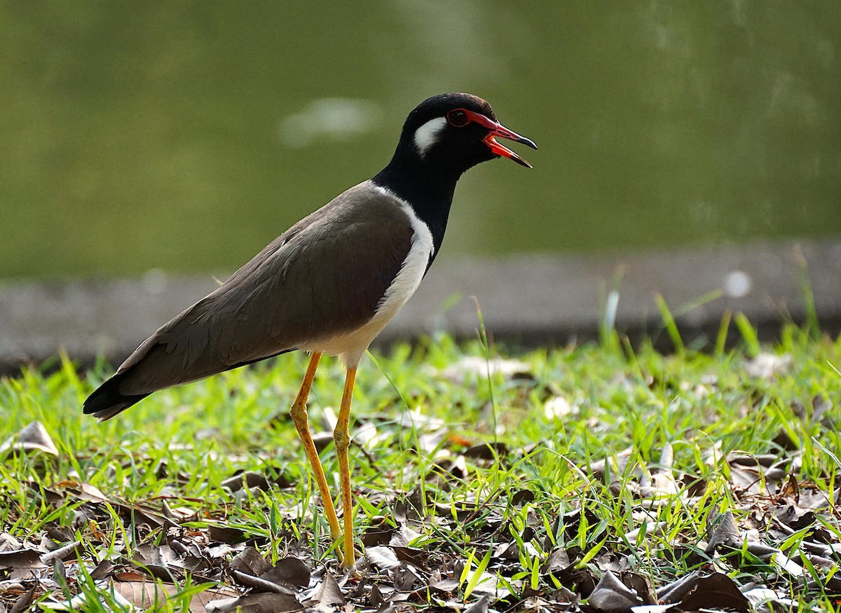 Red-wattled Lapwing - ML646447261