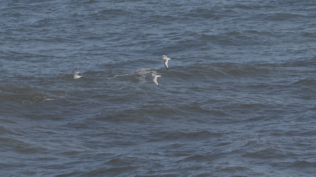 Black-legged Kittiwake - ML646447263