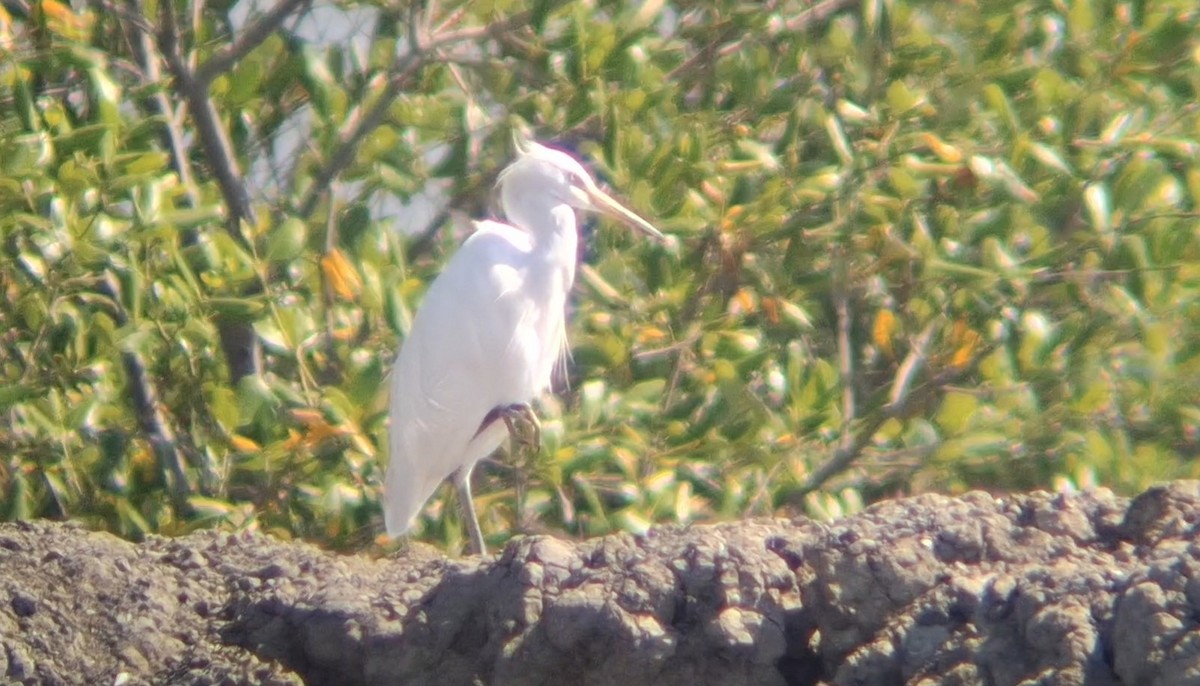 Chinese Egret - ML646447264