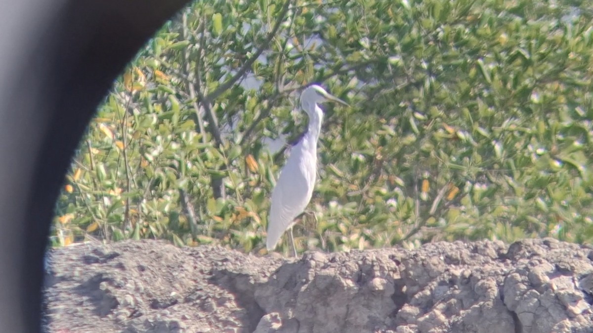 Chinese Egret - ML646447265
