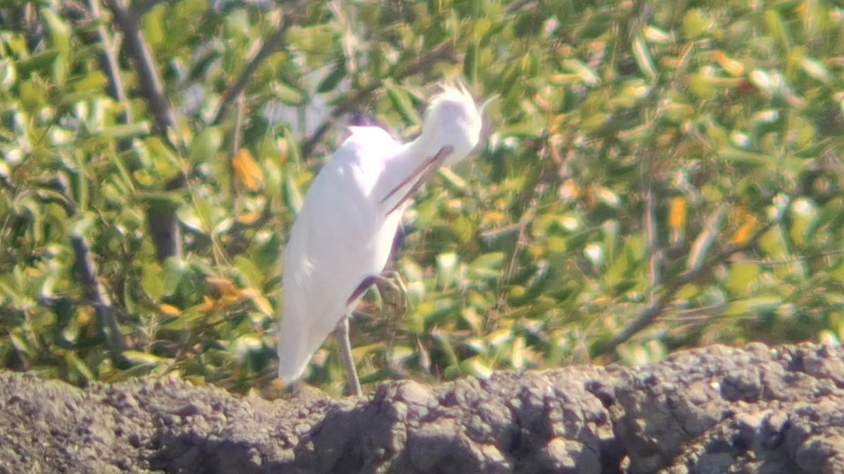 Chinese Egret - ML646447266