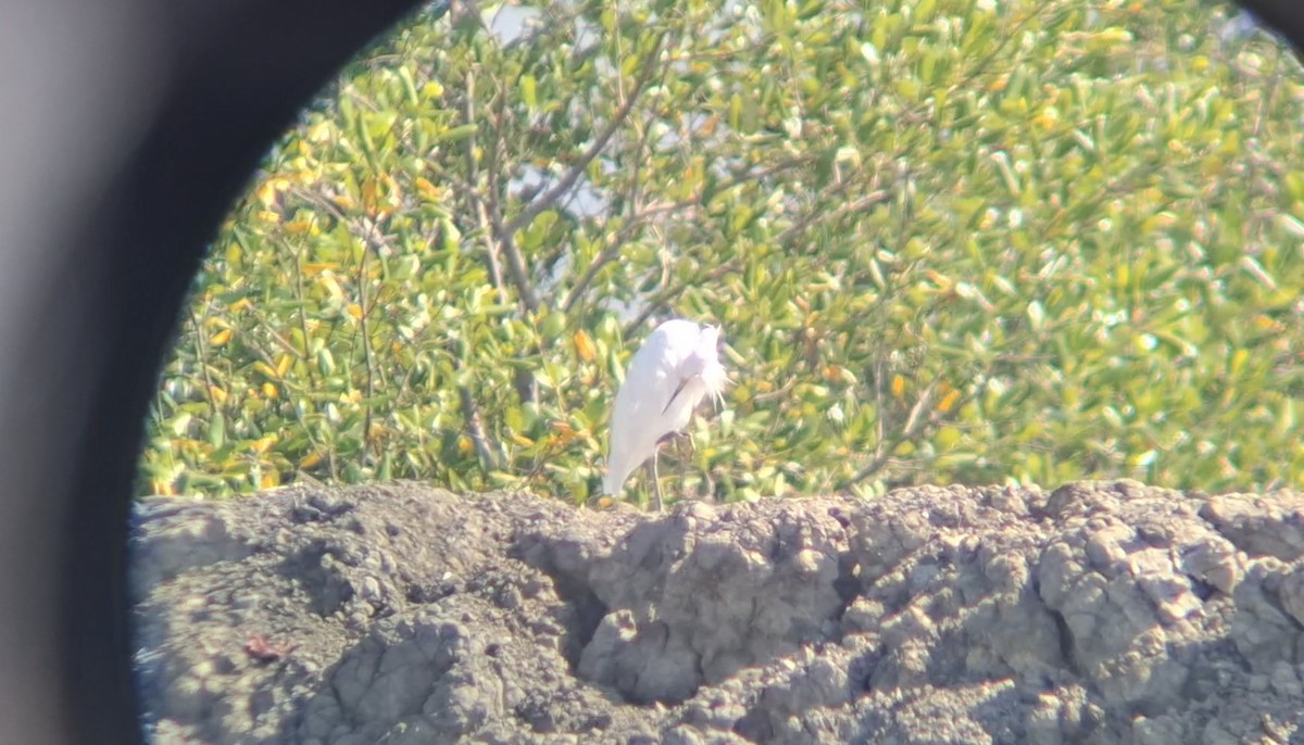 Chinese Egret - ML646447267