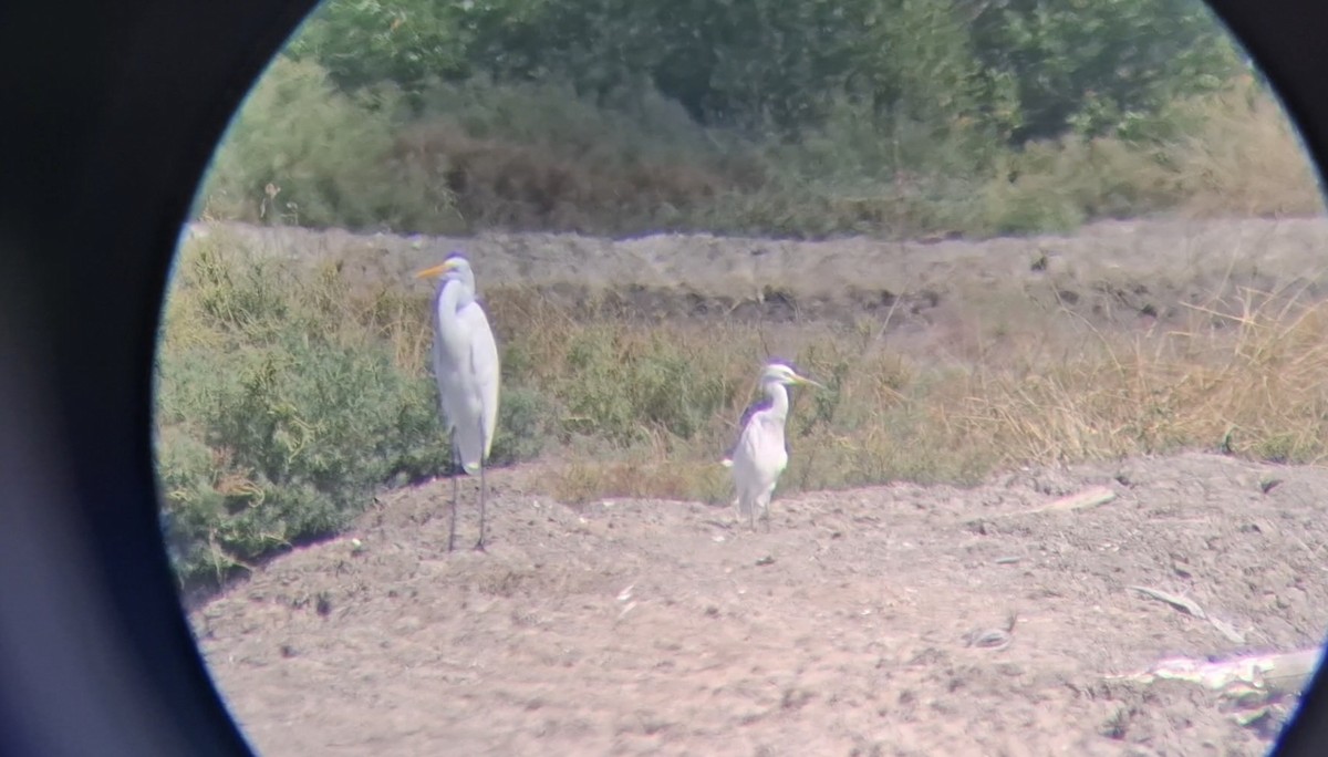 Chinese Egret - ML646447268