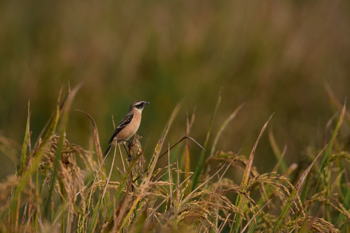 bramborníček sibiřský - ML646447269