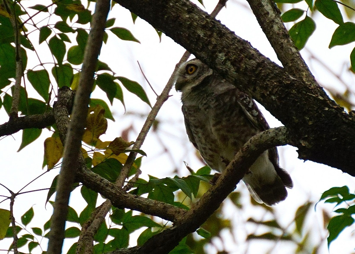 Spotted Owlet - ML646447270