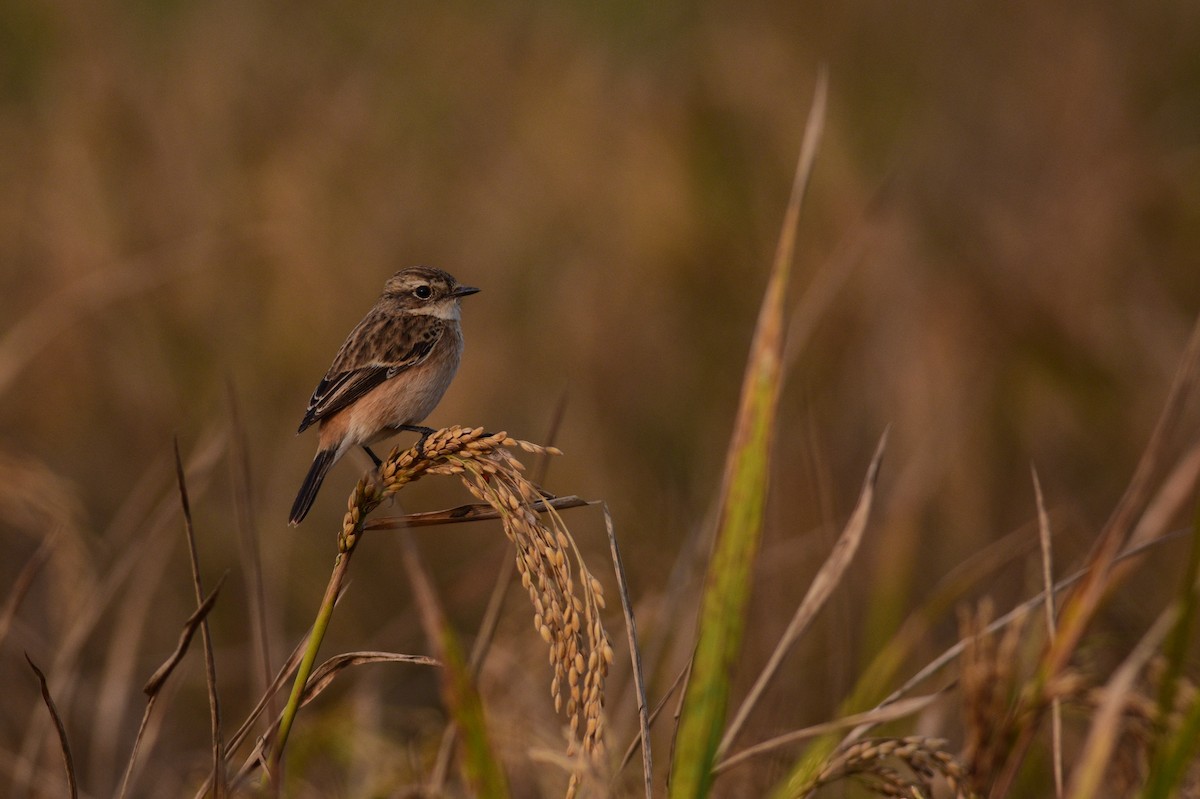 bramborníček sibiřský - ML646447271